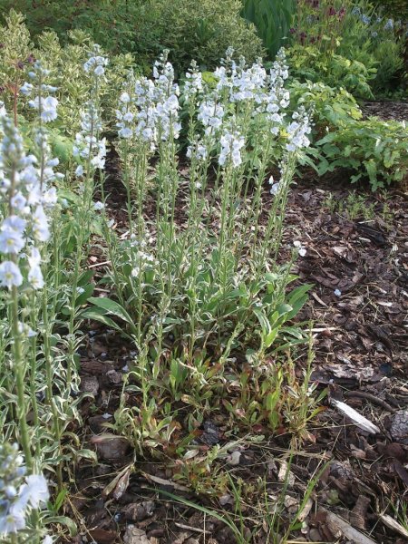 Veronica gentianoides 'Variegata' Вероника горечавковая